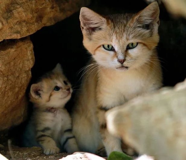 砂猫と彼女のミニムー。かわいいが厳しい生存者 A Sand cat and her mini meow. Cute but tough survivors
