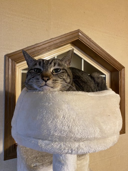 今日かつてないほどだるくて何もできん
のでウチの猫(13)を見てください 