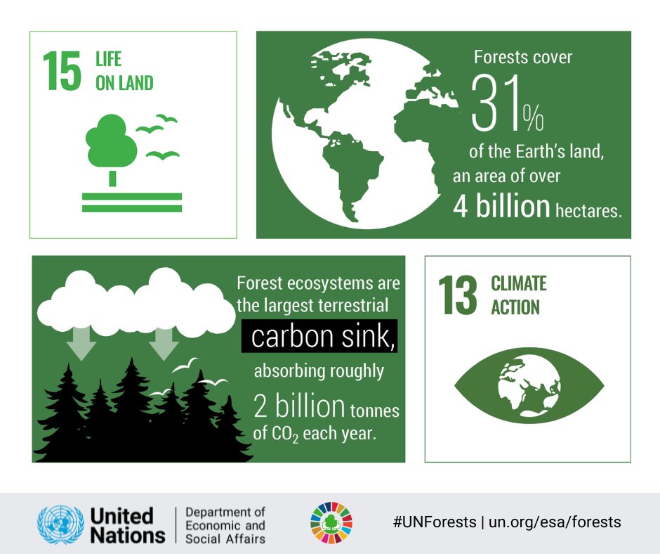 👀DYK forests absorb 2 billion tonnes of CO2 every year? 🌳

📢The 19th UN Forum on Forests will take place 6-10 May!

Learn how forests help accelerate #ClimateAction!

Follow the UN Forum on Forests live on 📺webtv.un.org/en

📖 un.org/esa/forests/in…

#UNForests #SDGs