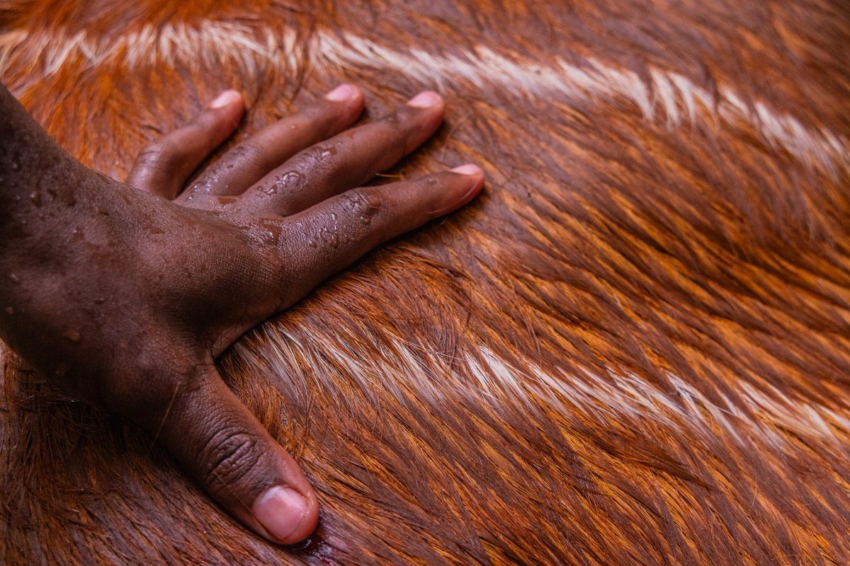 Today @MKWC_KE together with @KWSKenya are release an additional 10 #Bongos into the wild, a testament to the success of our breeding and #rewilding program @TonyWildKe @ConservOptimism