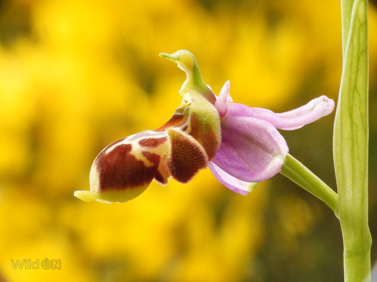 'Chocha perdiz' No me considero fotógrafo de naturaleza, solo salgo al campo con la cámara -y no siempre o simplemente no la saco- para documentar lo que veo y recordarlo mejor. O aprovechar esas imágenes para contaros cosas que, espero, sean algo interesantes.