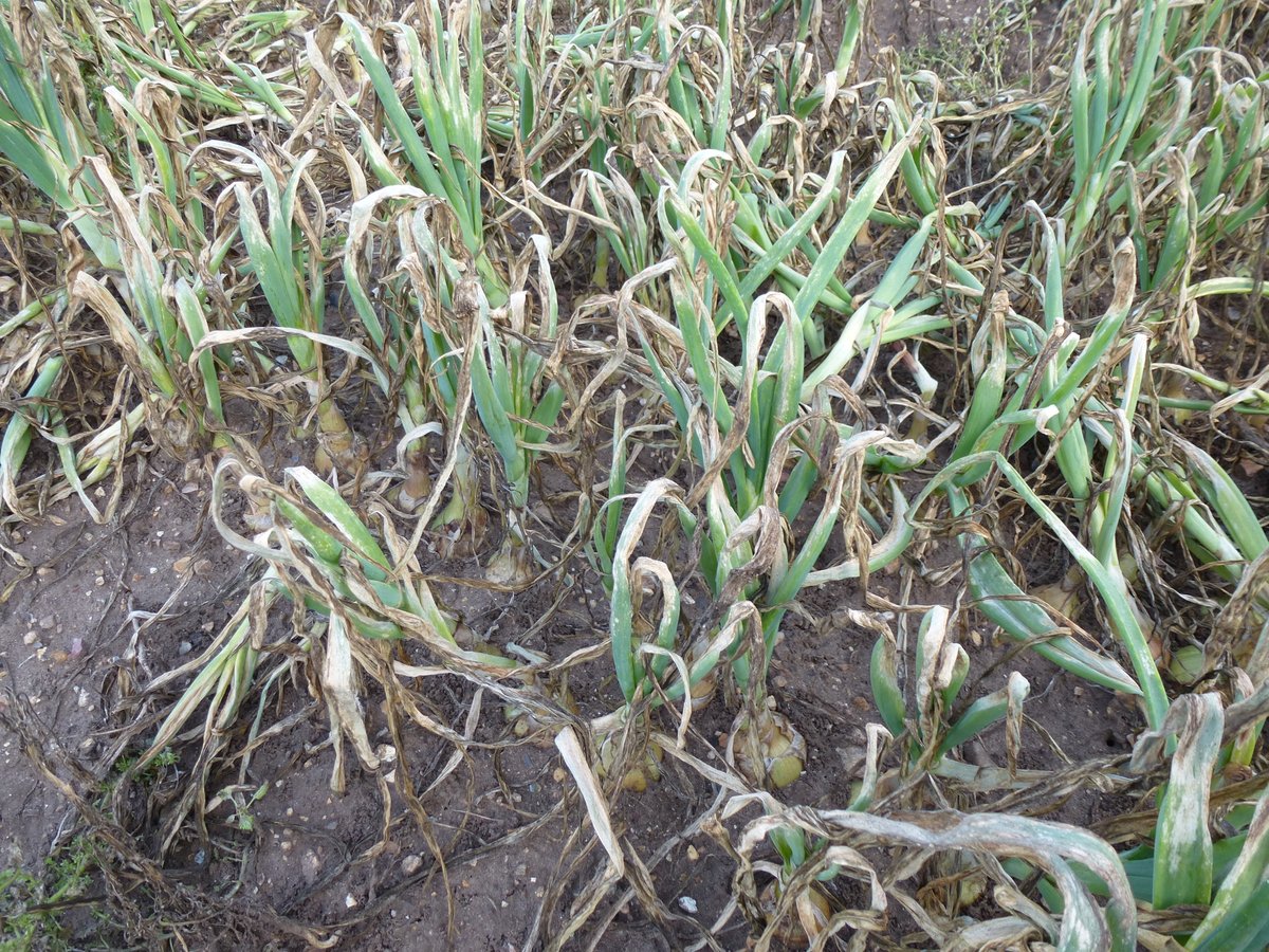 Day 2 of #PlantHealthWeek! Check out our blog on fusarium in onions warwick.ac.uk/fac/sci/lifesc…. Fusarium basal rot is one of the most destructive onion diseases, causing up to 40% crop losses in the UK, which can cost the industry more than £10 million a year.