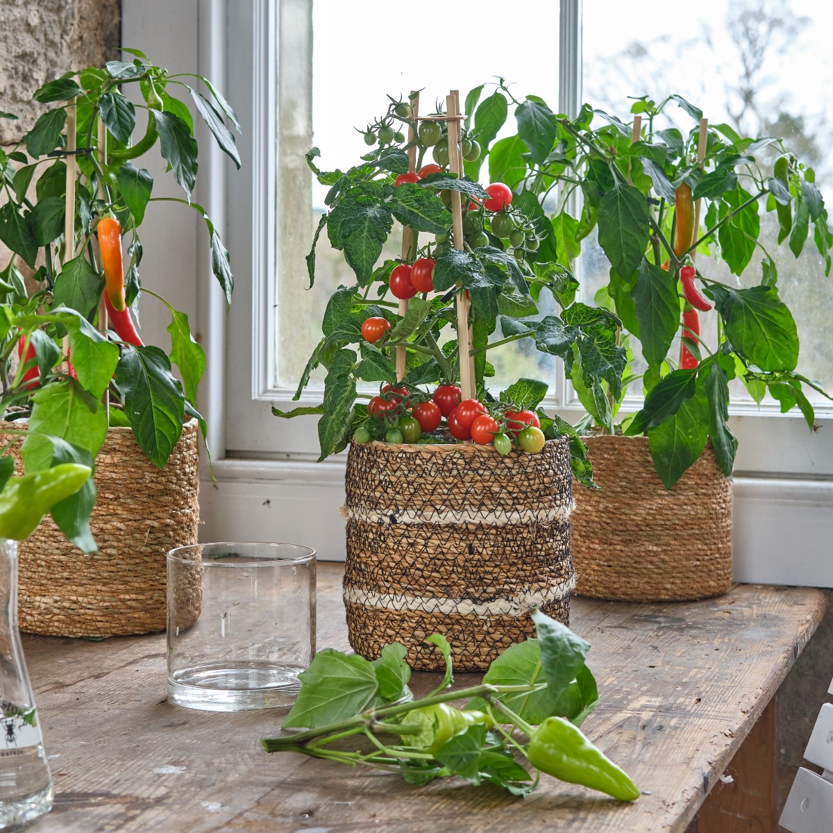 Growing your own produce goes beyond the garden veggie patch with these indoor Pick & Joy plants 🌶️🍅 Choose from a variety of peppers, tomatoes and mini cucumbers for fresh flavour with every meal: dobbies.com/all/plants/gro…