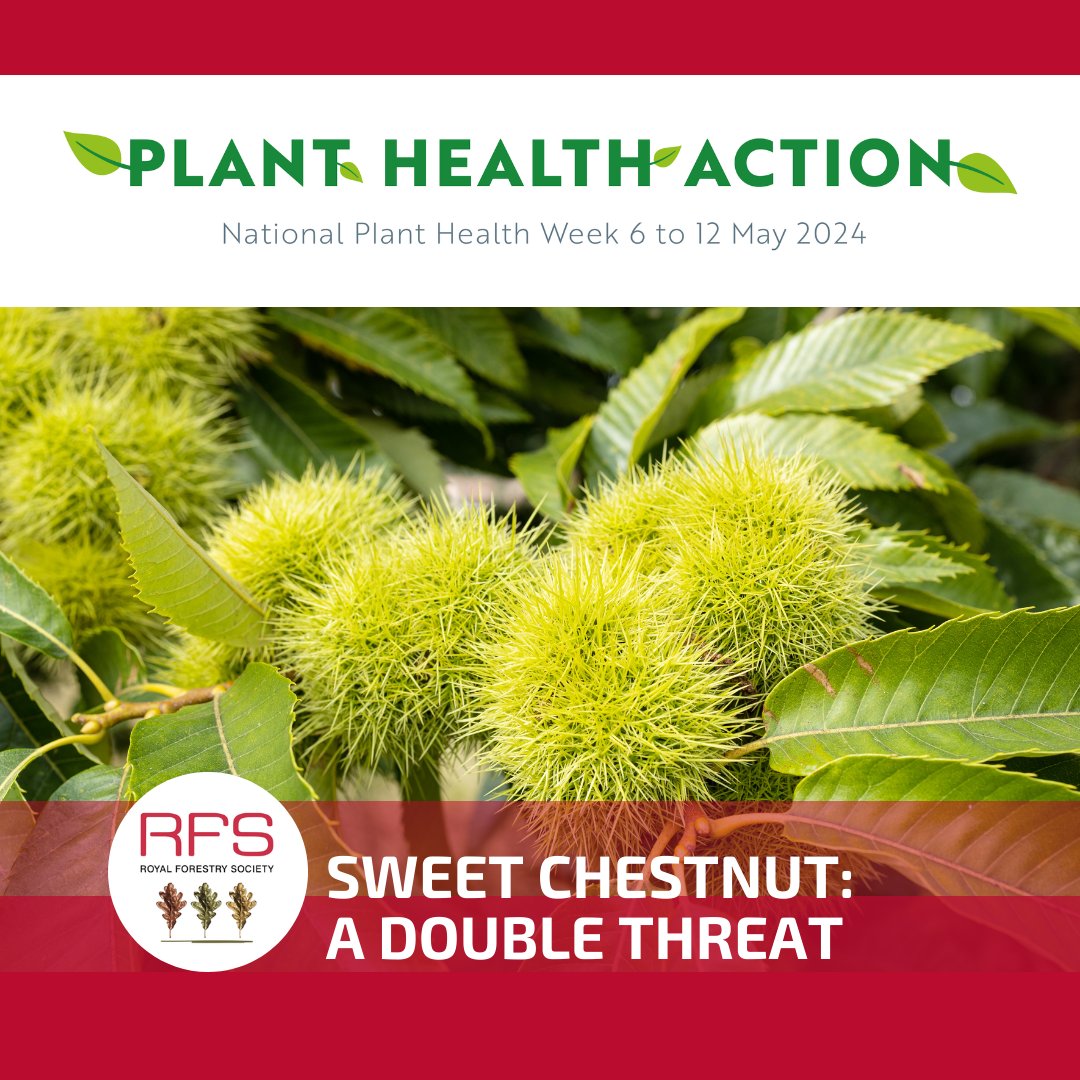 Sweet Chestnut face a double threat:
🦟 Oriental Chestnut Gall Wasp
🤢 Sweet Chestnut Blight

Find out how to help: ow.ly/qug550RsFI6

Report suspected cases via Tree Alert: forestresearch.gov.uk/tools-and-reso…

#PlantHealthWeek #SweetChestnut #TreeHealth #InvasivePests