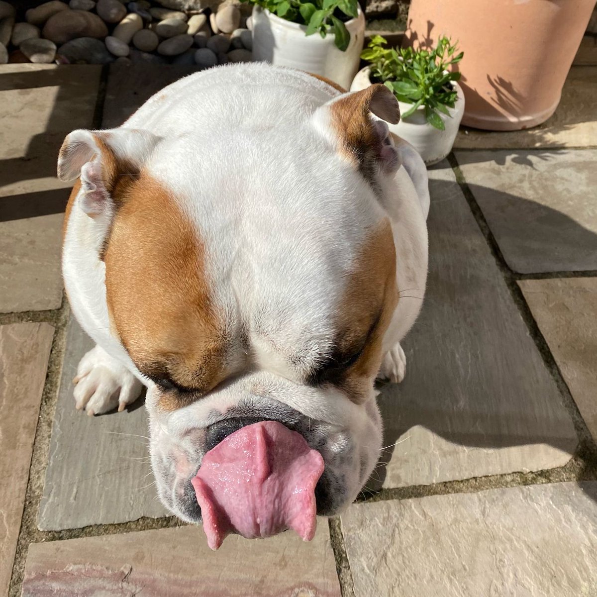Well this is a bit of #TongueOutTuesday 👅 and a bit of #WontLookWednesday 👀 have a great day everyone 🐶🐾❤️ Barney #BarneyTheBulldog #DogsOfTwitter #DogsOfX #DogsOfIG #DogsOfFacebook #Bulldog #EnglishBulldog #TOT #Tuesday #Tongue