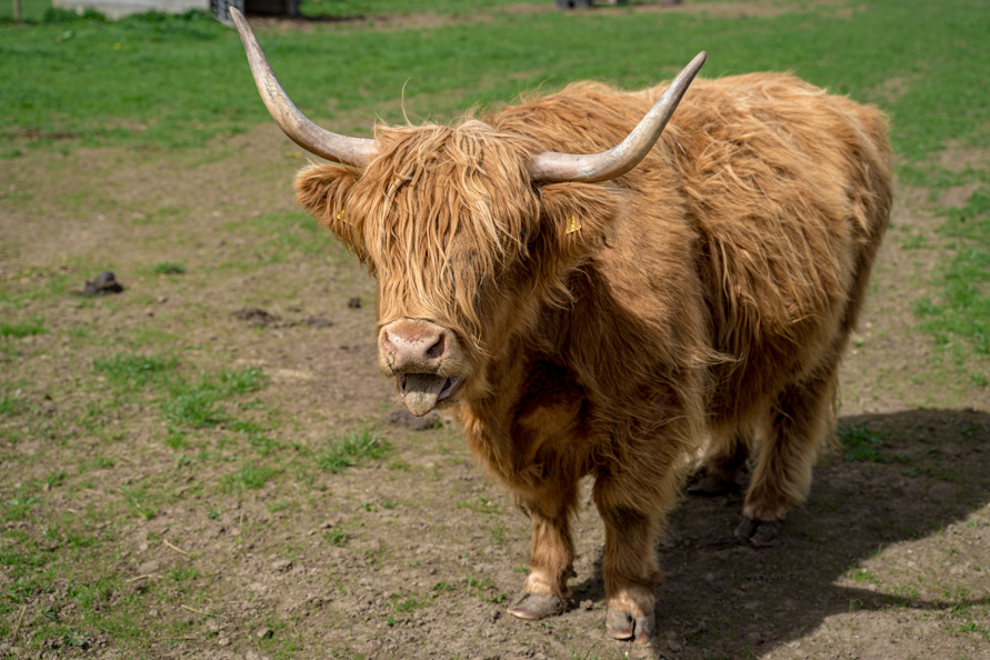 Happy Coosday, #NorthCoast500 explorers! 🐮 Who's ready to spot some adorable Highland coos along the route? Tag a friend you'd love to explore the #NC500 with! #HighlandCow #HighlandCoo #Coosday