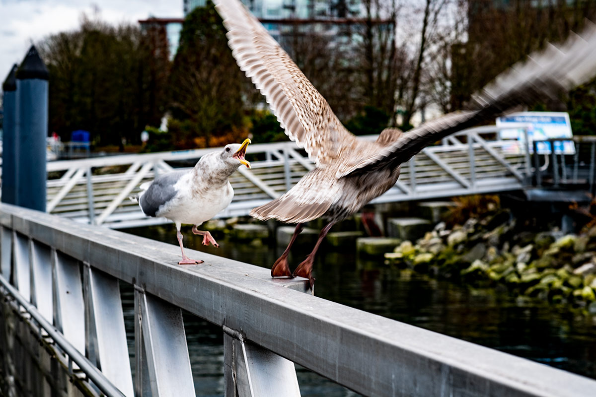 Step away.  #vancouverisawesome #seagull #falsecreek #olympicvillage #canada #britishcolumbia #waterfront #seawall #bridge #bc