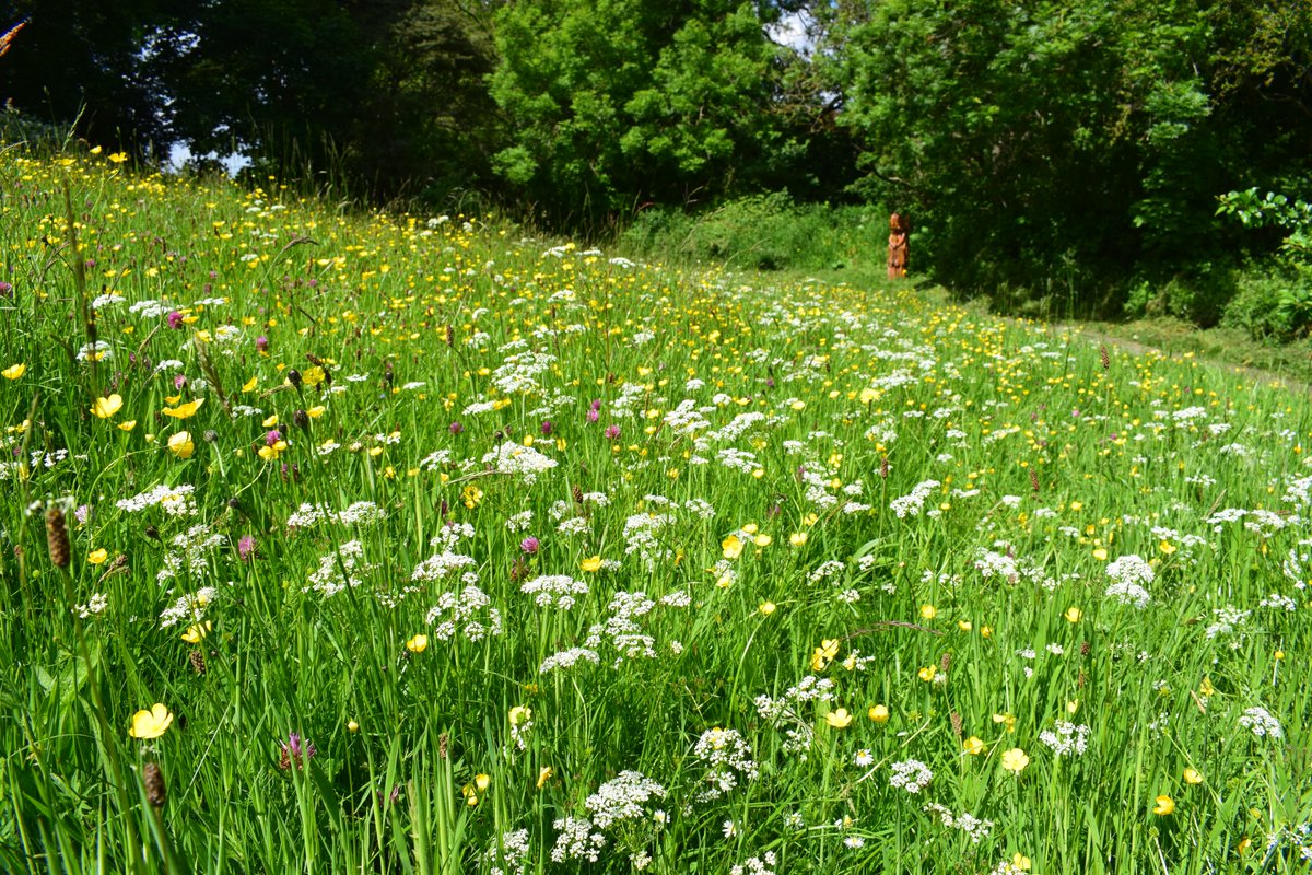Are you taking part in @Love_plants's #NoMowMay? By letting the grass in your garden grow, you allow native flowers to bloom for bees and butterflies 🌱🐝🦋🌱 With over 23 million gardens in the UK, even the smallest grassy patch can make a difference! @teeswildlife @Menvcity