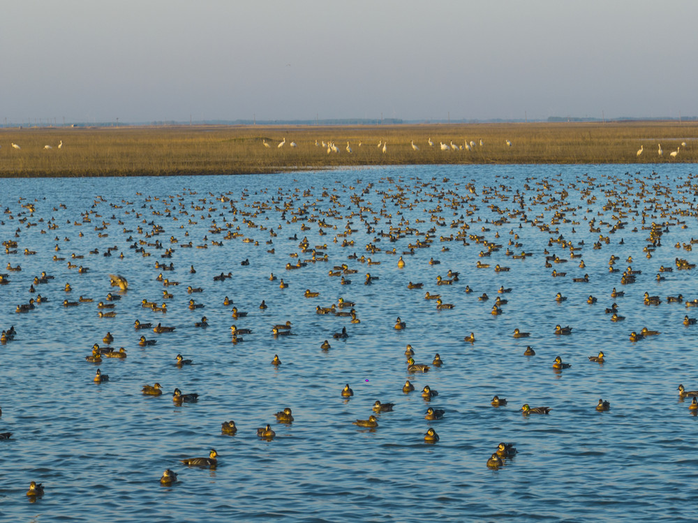 ✨Discover the vibrant beauty of Zhenlai county's ecological paradise, where lush #wetlands and diverse bird species flourish! 🦆🦢#EcoJilin #biodiversity
