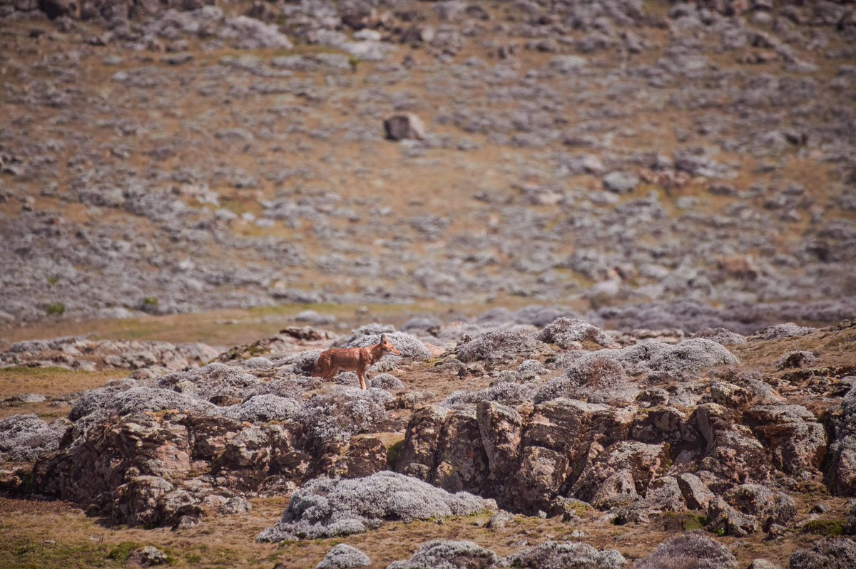 An Ethiopian Wolf scanning the habitat looking for prey | Bale Mountain | Ethiopia
#ethiopianwolf #wildography #animalsoftheworld #bbcearth #animalphotography #elegantanimals #discoverychannelin #biologyislife #animal #bownaankamal #balemountain #ethipianwildlife #wolf