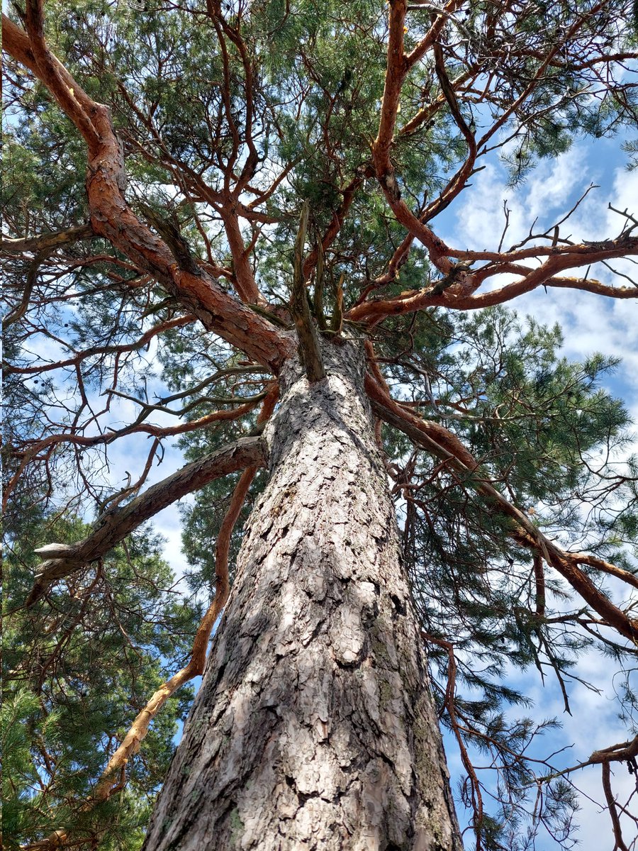 Mukavaa tiistaita 🌳🌲🌿💚 #ThickTrunkTuesday #trees