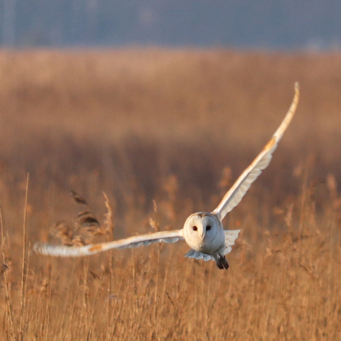 @DailyPicTheme2 My first #BarnOwl in flight photo. Unforgettable.