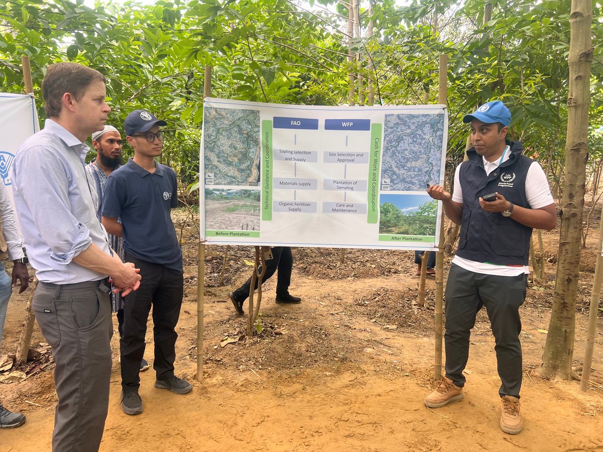 The journalists and @USUNRomeAmb visited a joint project today by @FAO & @WFP In Cox's Bazar: plantation activities. FAO provides technical support, plantation guidelines, training on planting, care and maintenance, & procures seedlings/saplings and quality planting materials.