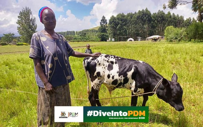 Transitioning from a subsistence to a flourishing money economy through involvement in activities like goat rearing to dairy farming, and food crops to fruits/vegetables using funds and support from the @PDMS Secretariat 
#UgMoving4wd