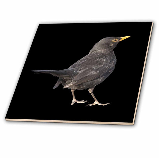 #Blackbird Vector Art Cut Out #taiche #3dRose #blackbird #birds #bird #nature #birdsof #birdphotography #wildlife #naturephotography #birdwatching #photography #birding #wildlifeart #turdusmerula 3drose.com/search?q=Black…