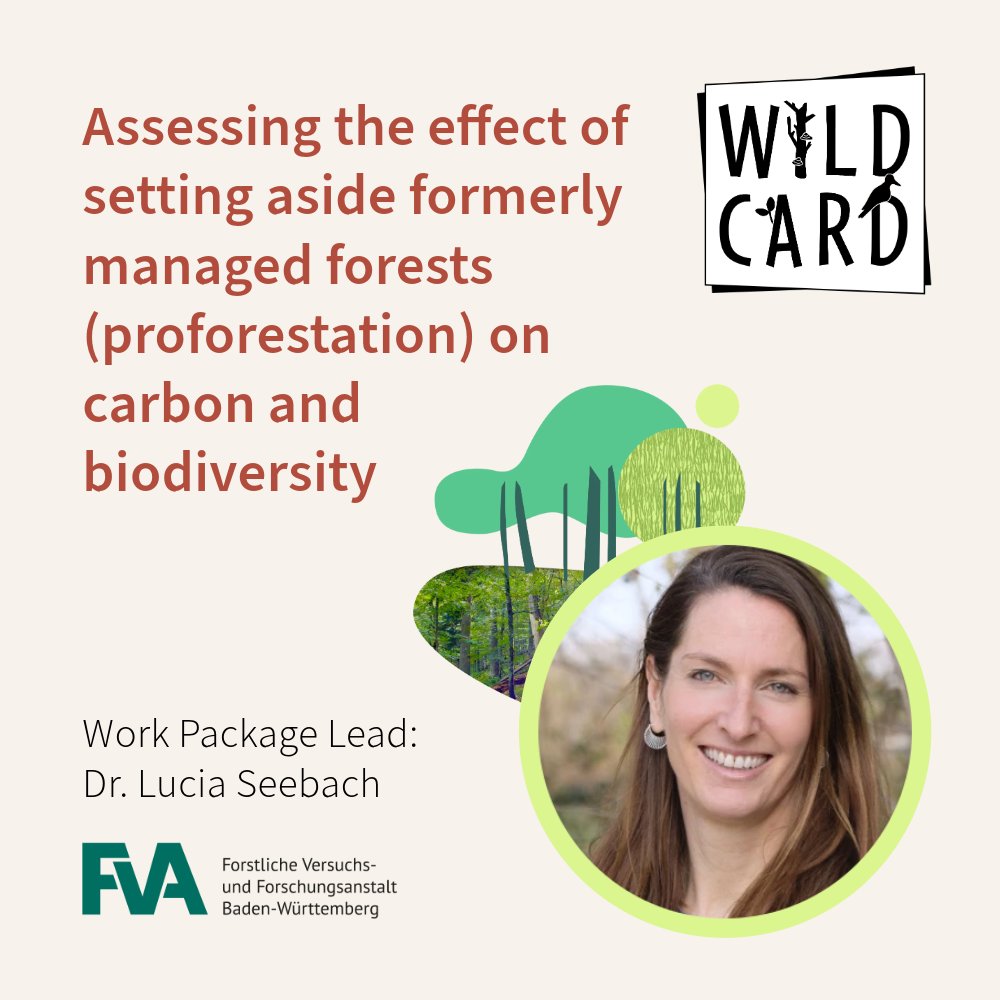 Leaving #forests unmanaged and allowing them to regenerate on their own accord is a #rewilding approach known as proforestation🌲 Researcher Lucia Seebach is leading our work to assess its effects on the #climate and forest #Biodiversity! 🪲 👉wildcard-project.eu/assessing-the-…