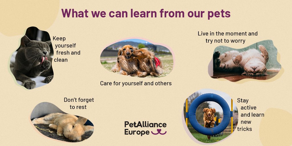 Our beloved furry friends have important lessons to teach us 👇 #PetPower

🐶🐹🐰🐱🐦🐴
What have you learned from your pet?
#HumanAnimalBond