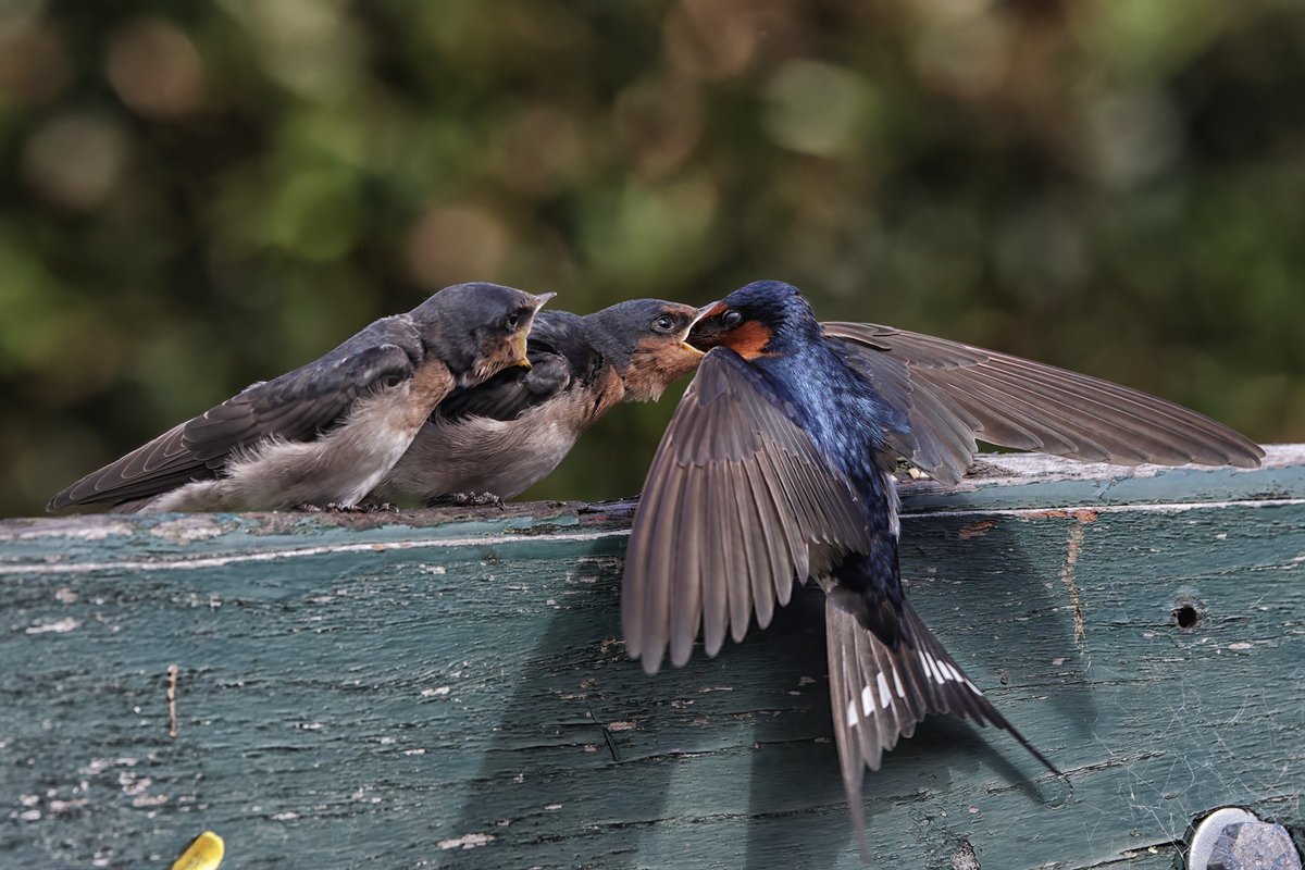 Welcome Swallows being fed by a parent at O'Reilly's Rainforest Retreat in Lamington National Park, Queensland. #birds #WildOz