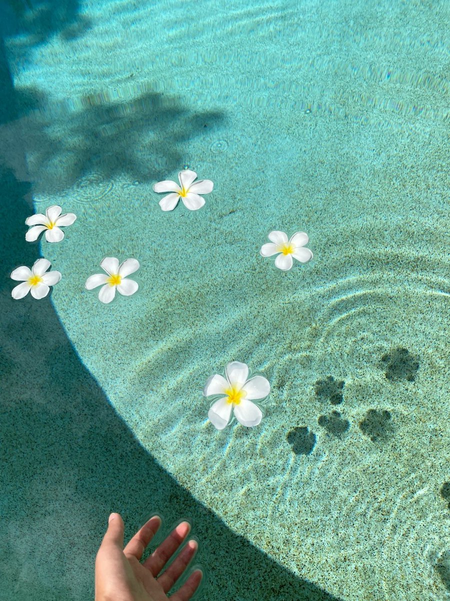 011Flopy's tweet image. "Life is like a swimming pool. You dive into the water, but you can't see how deep it is."