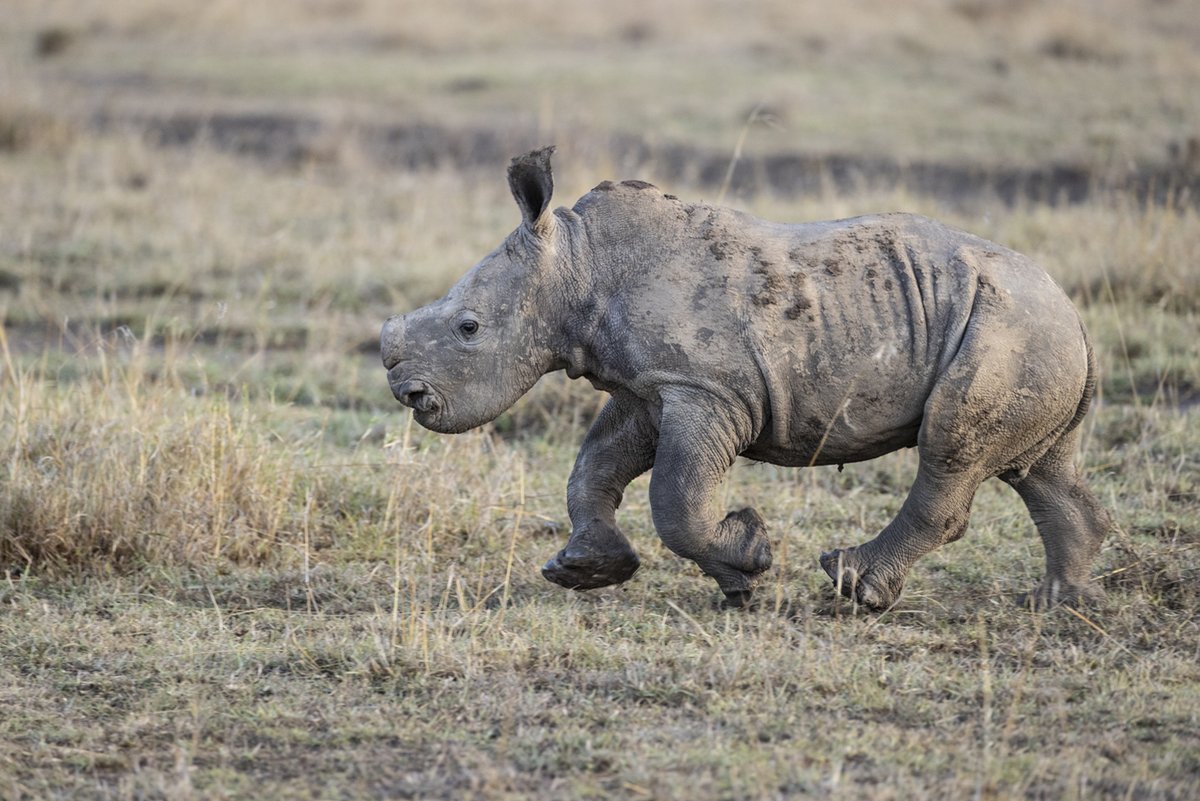 It starts with a name, and lasts for a rhino’s lifetime! Become part of a historic movement to conserve black and white rhinos in Kenya by naming one of the Critically Endangered black and Near Threatened southern white rhinos that call Ol Pejeta home.

Thread 👇