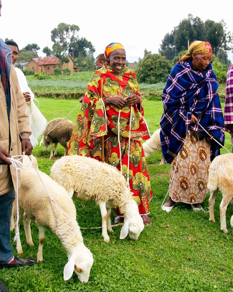 Yesterday May 6th, in line with #Kwibuka30 with the Support of @betPawaRW we donated 76 sheep to offer support to the Genocide survivors in Rubavu District. 

In Bugeshi sector, 32 sheep were donated, with the remaining distributed across six neighboring sectors. Ntakirutimana…