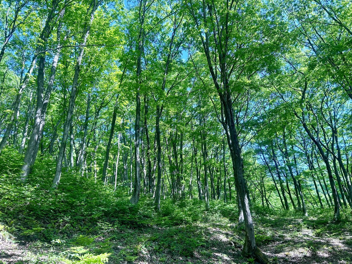 5月の雑木林は若葉の香が満ちていた

#雑木林 #新鮮な空気 #散歩写真
 #forestphotography #freshair #walkphotography