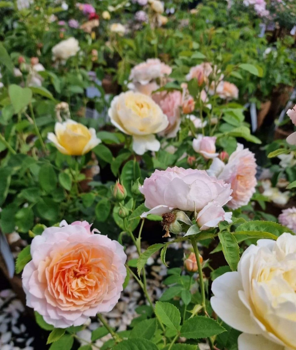 Love for Roses🌸🌼🤍
Peace & Happiness to all of you☀️
.
#angelasimonini #art #painter #artandroses #loveroses #loveforroses #englishgarden #garden #roses #rose #pinkroses #pink #orange #orangeroses #yellowroses #yellow #oldroses #beautyofroses #beauty #vintageroses #rosebouquet…