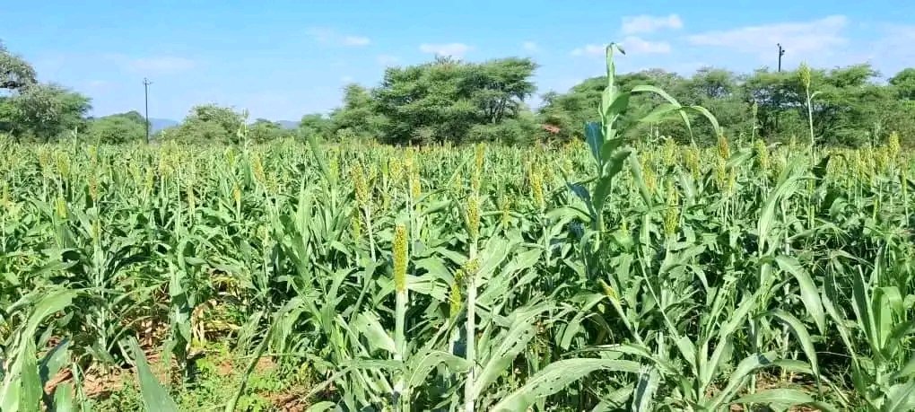 This is Bulawayo Kraal Irrigation Scheme in Binga District, which has an inaugural thriving 50 hectares sorghum crop. This massive project, covering 400 hectares, will be one of the largest irrigation schemes in Matabeleland North province, once fully operational.
#EDWORKS