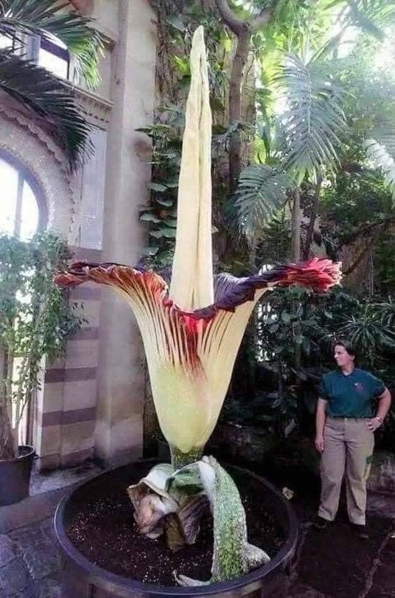 Did You Know?
🪷🪷🪷🪷🪷🪷🪷🪷

Amorphophallus Titanium, one of the largest flowers in the world. It blooms once every 40 years only for 4 days!

Amorphophallus titanum, the titan arum, is a flowering plant in the family Araceae. It has the largest unbranched inflorescence in the