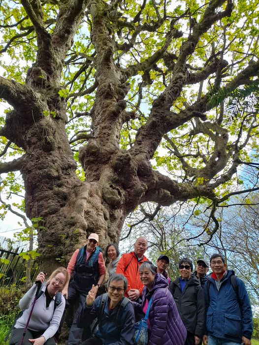 Love this ancient Sycamore tree in Greenbank Woods on our Redhall Walk- its a whopper! Makes you wonder all the things this tree has witnessed in its long life.