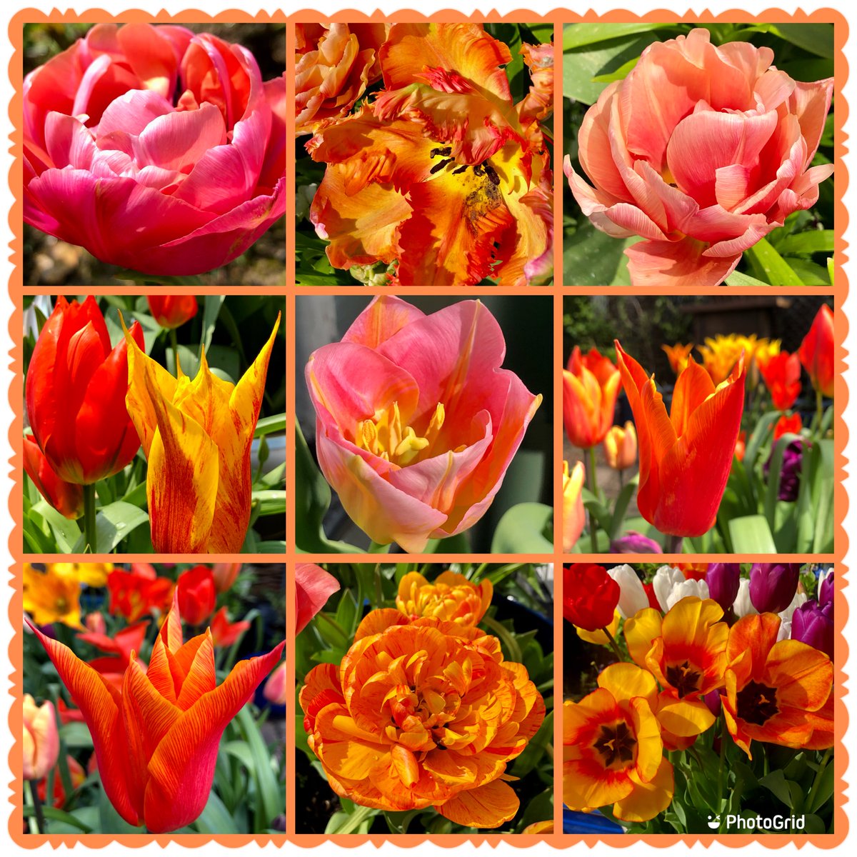 #TulipTuesday #Tulips #Colourful #TuesdayFeeling #Flowers #MyGarden Tulip love 🌷🌷🌷