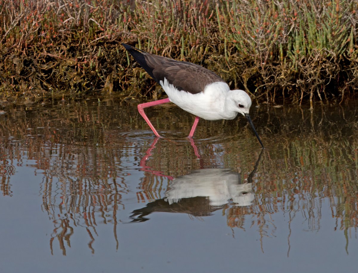 Black Winged Stilt. Ria Formosa, Faro