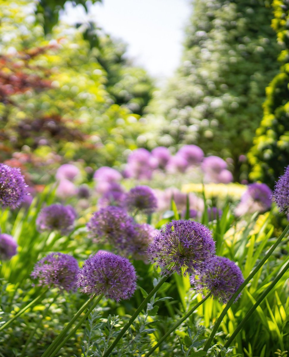 Known for their striking spherical flowers, #alliums are a favourite not only for their beauty but also for their ability to deter common pests. Did you know these #ornamentalonions are related to kitchen staples like garlic, onions, and chives & some varieties are even edible?