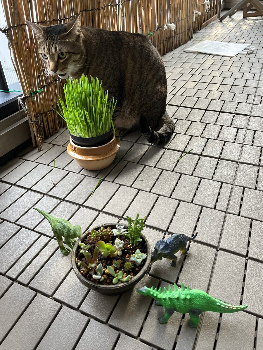 猫と多肉植物