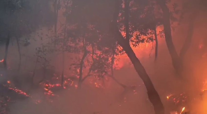 सुप्रीम कोर्ट के जज भी चौंक गए, जब वकील ने बताया कि 'उत्तराखंड में 90 प्रतिशत वनों की आग इंसानों ने लगाई है. कुमाऊं का 44 प्रतिशत जंगल जल रहा है.' जिस पर पीठ ने दोबारा रोककर कंफर्म करवाया. अब 8 मई को सुनवाई होगी. #UttarakhandForestFire