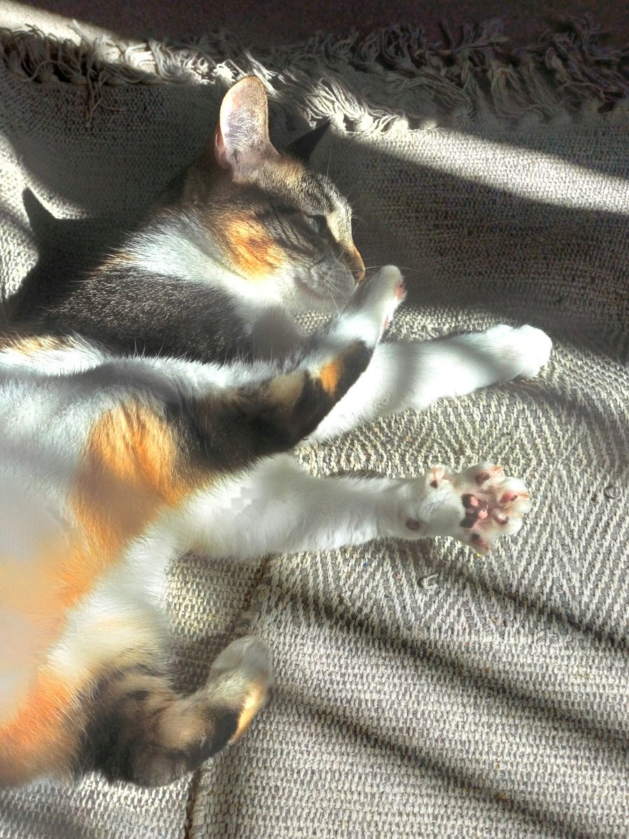 A tumble of toebeans 🐾😸

#toebeantuesday #catantics #toebeans #catsplaying #calicocats 

instagram.com/p/C6qRoN9ouxE/