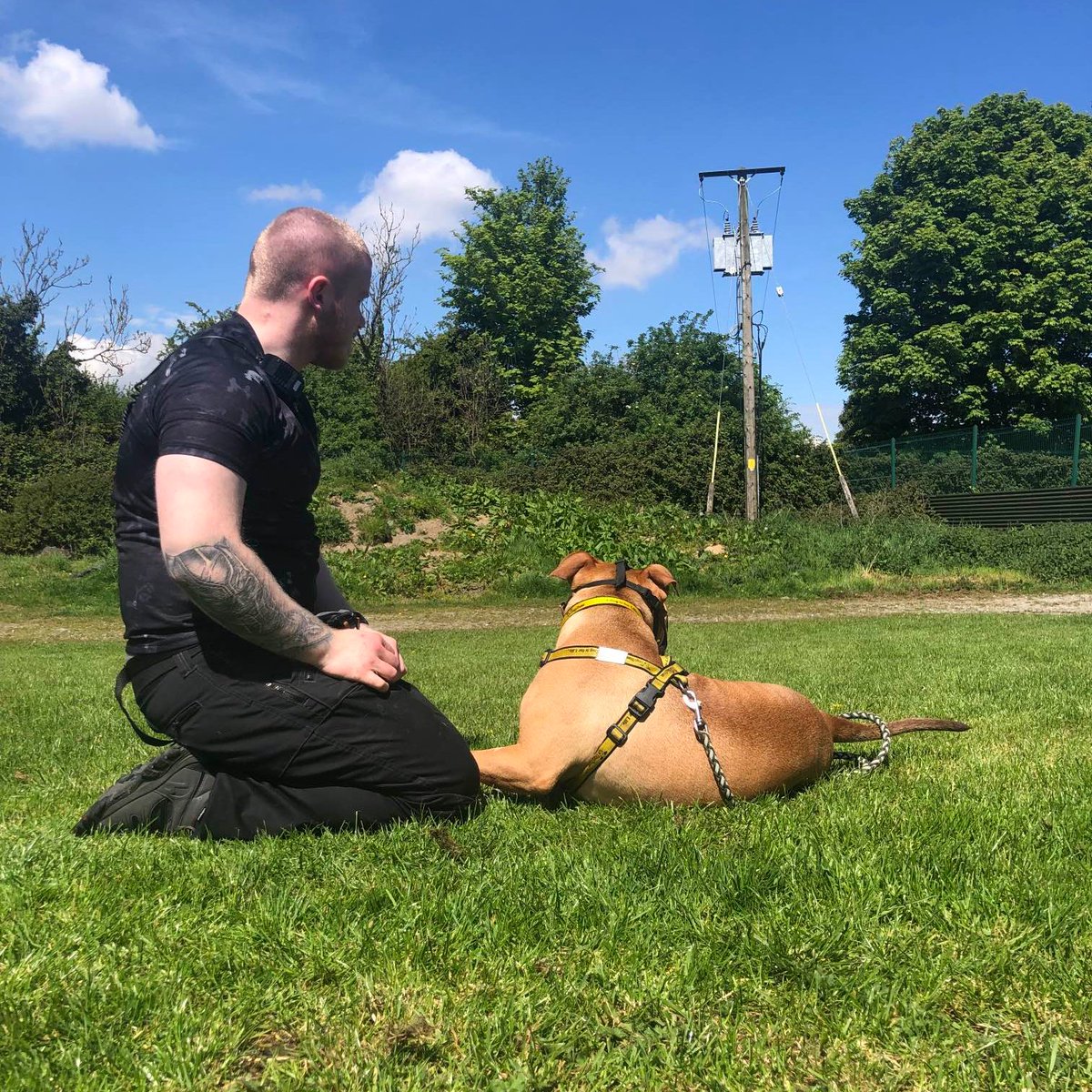 Malcolm and Mark are besties 😍 Here they are hanging out in the glorious weather we had last Saturday 😎☀ #HumpDay #sunnyday 

dogstrust.ie/rehoming/dogs/…