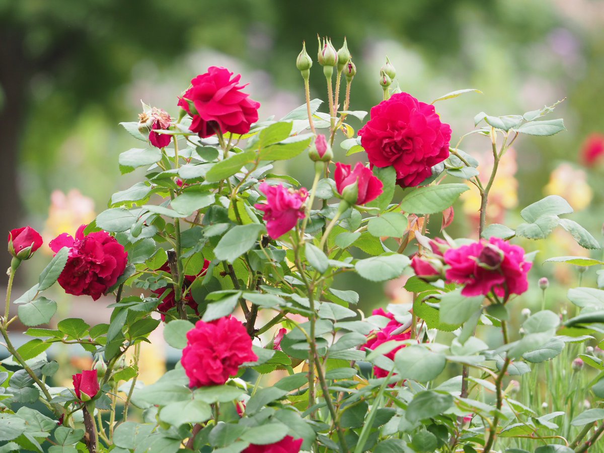 💁‍♀️🌱🌹🌿🙆‍♀️ 
モネじぃ【モネの庭 公式】@KitagawaVillage
バラが咲き出したのぅ。
見頃は5月中旬頃の予定じゃが、ちと早そうじゃ。

#モネの庭