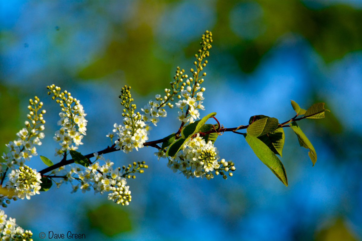 #Gardenersworld #nikonphotography @UKNikon @NikonEurope @NikonUSA @ThePhotoHour @MacroHour @TamronUK #flowerphotography #macrophotography @AP_Magazine Blossom time.