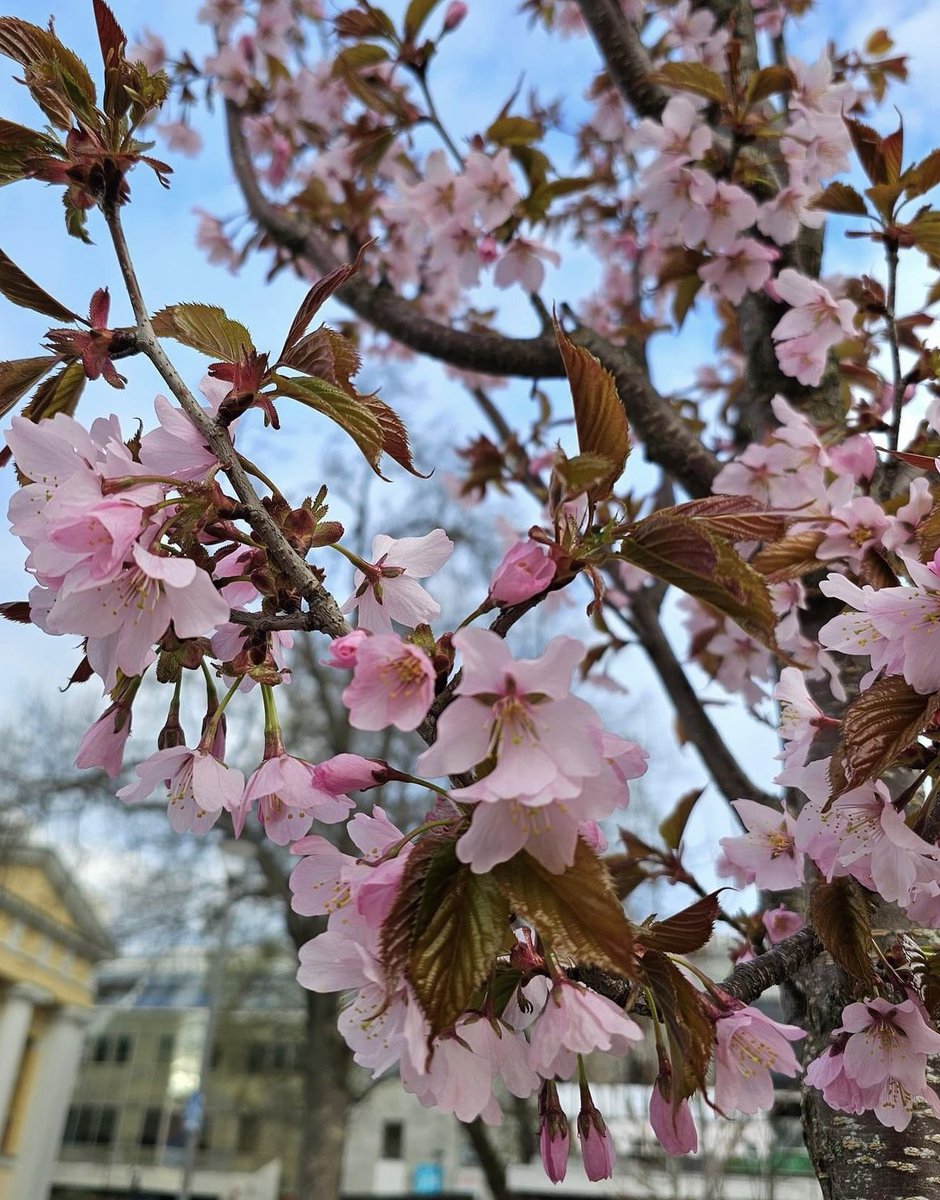 Kirsikkapuu 😍🤩, on ne vaan niin kauniita 😍. 

#Turku #kirsikkapuu #kukinta #kauppatori