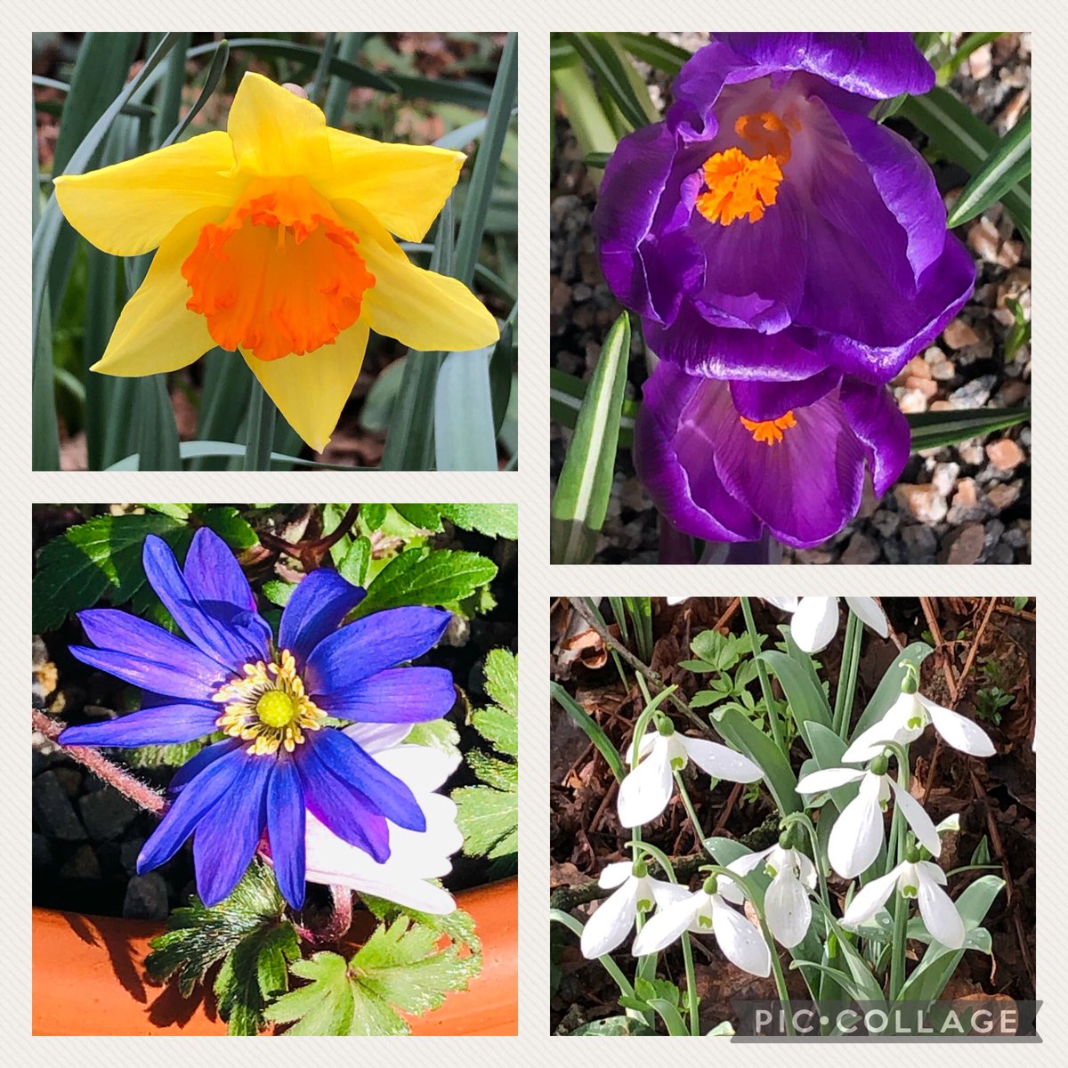 We’ve had a cold wet spring & yet look at all the amazing spring flowers we have seen! #AmazingSpring ❤️