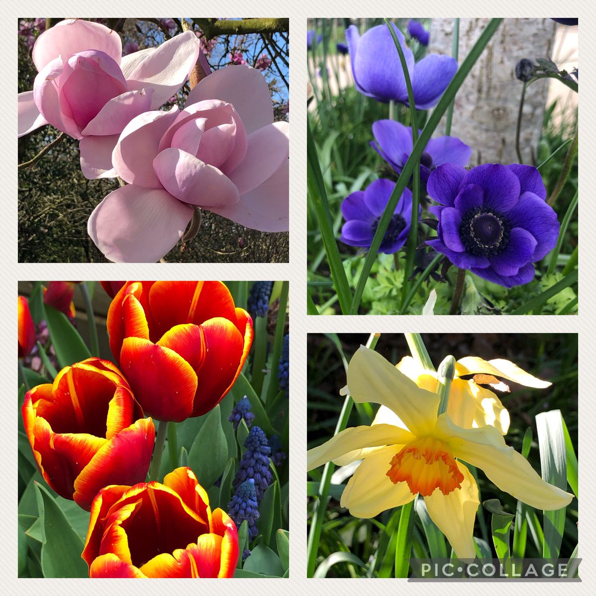 helen_brammeld's tweet image. We’ve had a cold wet spring &amp;amp; yet look at all the amazing spring flowers we have seen!  #AmazingSpring ❤️