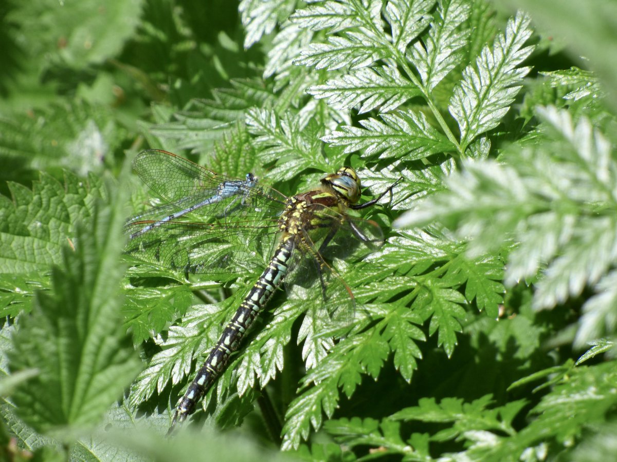 We are seeing our first Dragonflies & Damselflies of the year on site. So far Hairy Dragonfly plus Large Red, Azure Blue & Common Blue Damselflies have been recorded. 📷 Senior Reserve Warden, David #PensthorpeSightings #DiscoverWildlife