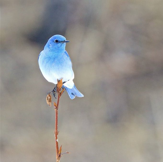 The blue bird of happiness “Mountain Bluebird” is so cute