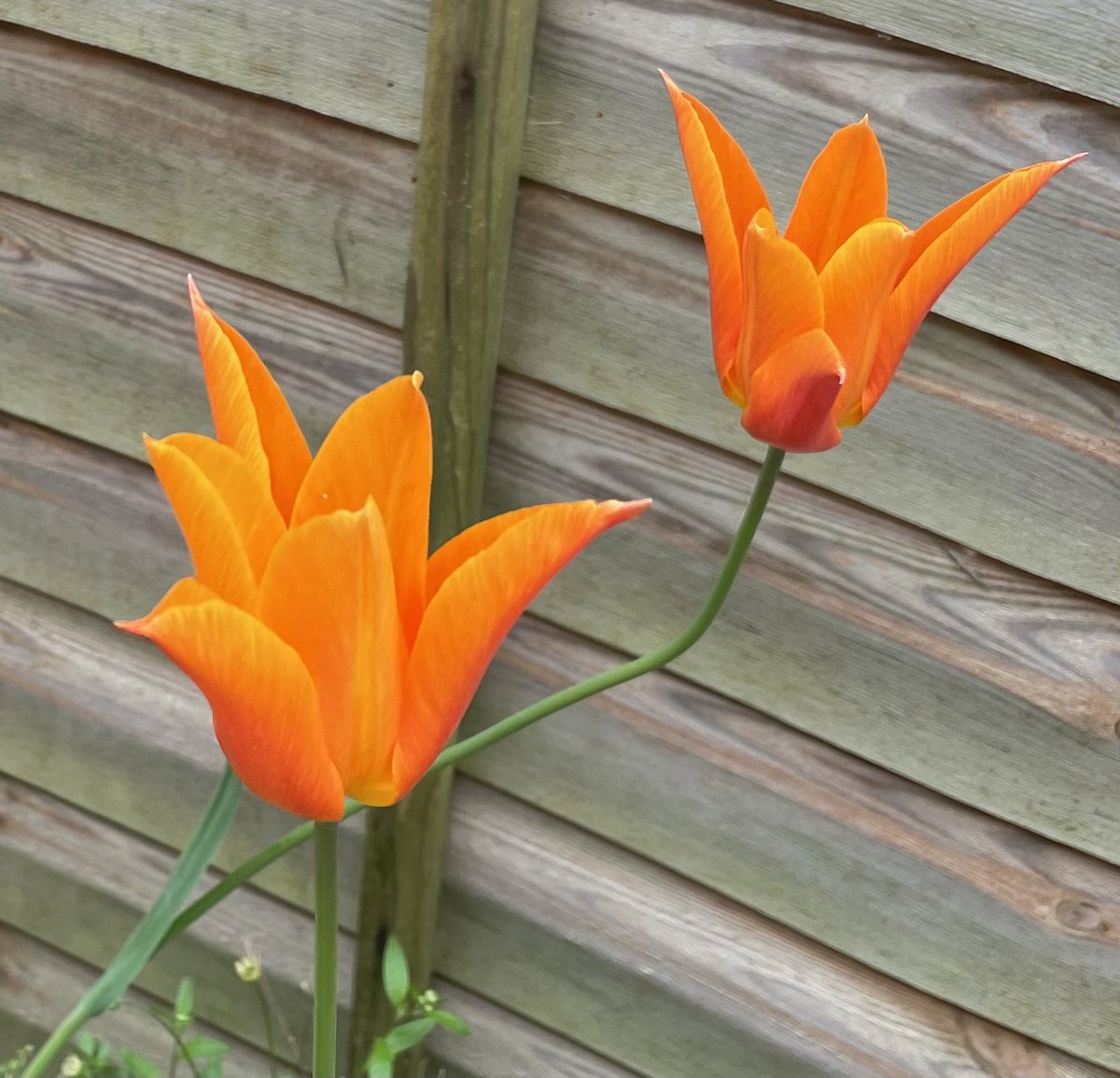 Last call for tulips! ‘Ballerina’ will always be a favourite. Planted long ago in an often neglected half barrel. Yes, I’m feeling guilty! We have sunshine 😎 hope you all do too! Have a good day, take care, stay safe. #tuliptuesday #GardeningTwitter @loujnicholls @kgimson