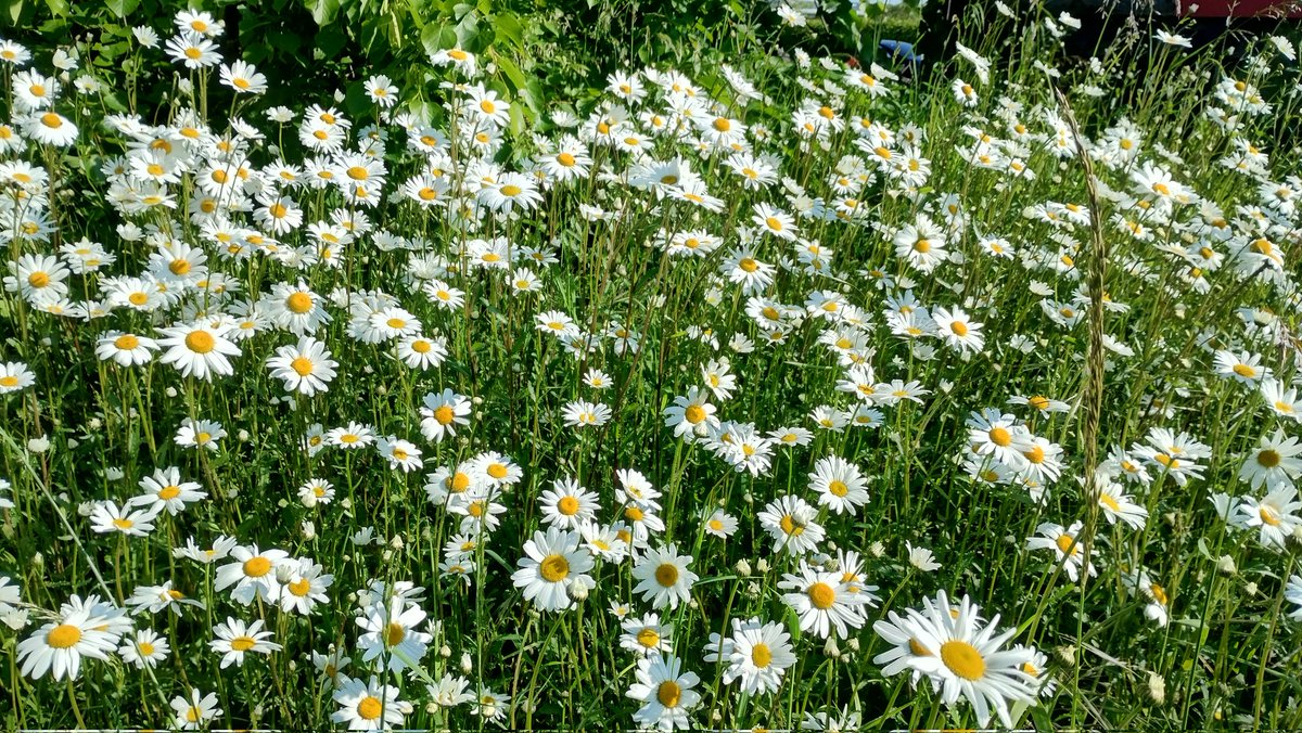 OxEye Daisies looking splendid on the untended patch of land owned by Sainsbury's. Have a look before they get their annual strimming. Next to the McDonalds ad in the Southend Lane section of the gyratory. #wildflowers #se26 #sydenham #bellgreen