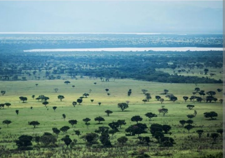 Queen Elizabeth National Park is Uganda's most popular savannah reserve and has the widest variety of wildlife of any Ugandan park.
The park supports an impressive 95 mammal species and over 600 species of bird. #ExploreUganda
@ugwildlife , #VisitUganda