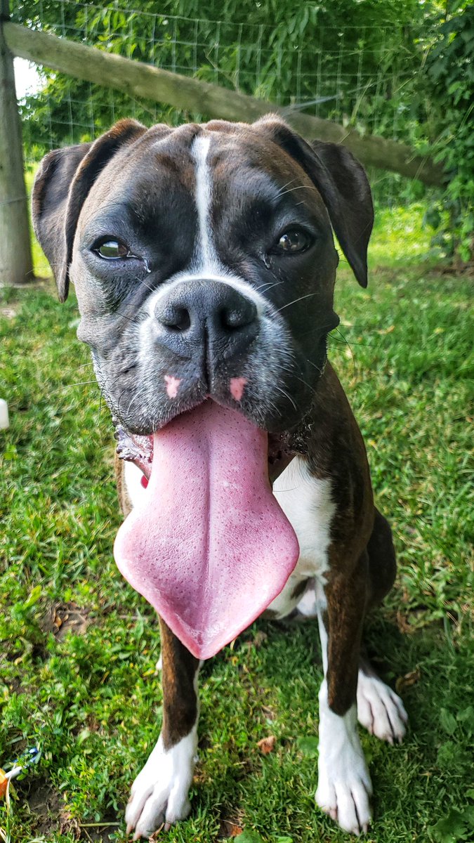 Miss Juno showing up (big time!) for this week's #tongueoutTuesday pic! 😁❤🐾😋❤ #TOT #brindleboxer #walkinthedoginwhitby #walkinthedog