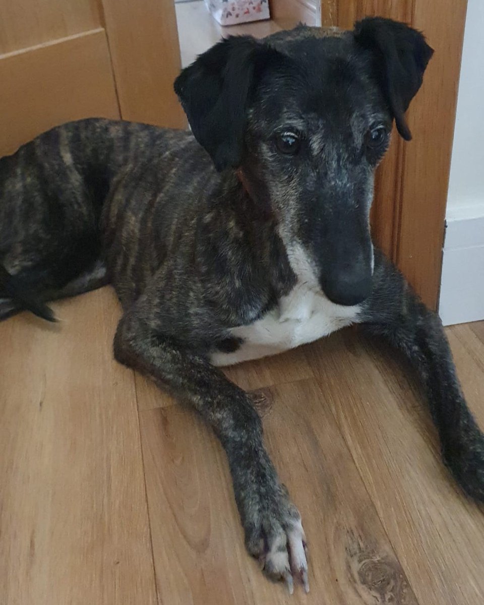 **JAYNE THE LURCHER UPDATE**
Jayne has been found and is back safely with her foster family. We would like to wish a huge thank you to the family and everyone in the Mullingar area that helped in the search for her. 💙
