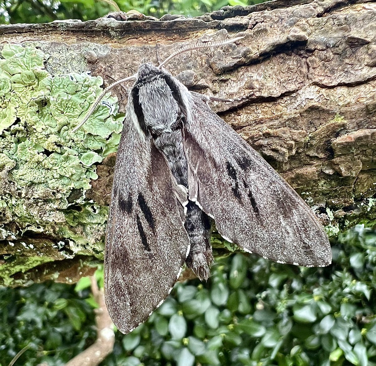 Much better #mothtrap last night in Corfe Castle. Ones of most. 22 of 20 sp. Delighted with this stunning Pine Hawkmoth. ⁦@BC_Dorset⁩ ⁦@DorsetMoths⁩